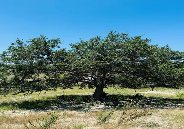 Photo 3 of Land for sale at Lot 3 Oakwater Dr, Fredericksburg, TX 78624 | MLS# 8534299 | Listing updated on 2026-07-08