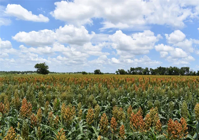 5th image of Tbd County Road 109, Buckholts, TX 76518 | MLS# 3891118