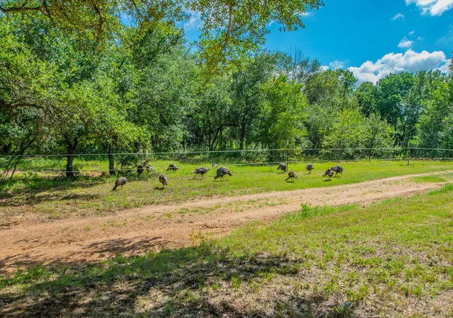 3rd image of 622 Private Road 4053, Buckholts, TX 76518 | MLS# 7719175