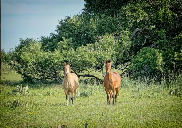 Photo 1 of Land for sale at Lot 200 Swamp Crk Cvs, Burnet, TX 78611 | MLS# 7033386 | Listing updated on 2026-07-27