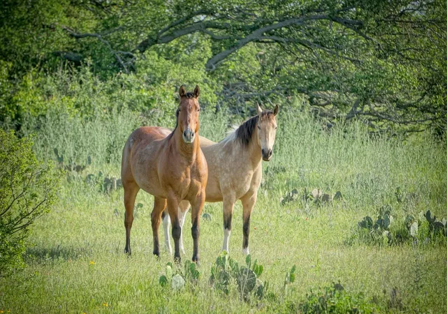 Photo 3 of Land for sale at Lot 180 Swamp Crk Cvs, Burnet, TX 78611 | MLS# 4178424 | Listing updated on 2026-07-27