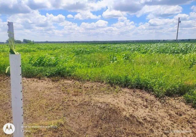 image of 3001 Dolphin (lot 2) Dr, Coupland, TX 78615 | MLS# 7377124