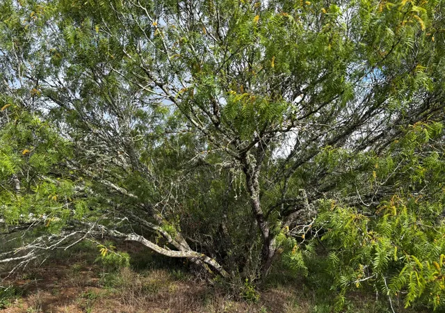 4th image of 0 County Road 467, Thrall, TX 76578 | MLS# 5788000