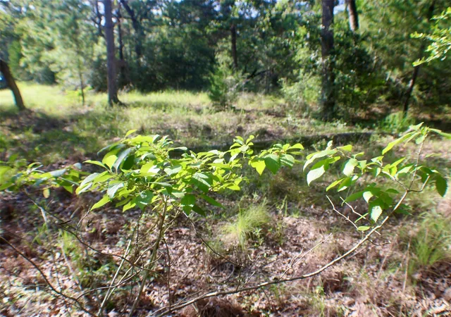 24th image of Tbd Gotier Trace Rd, Paige, TX 78659 | MLS# 5303235