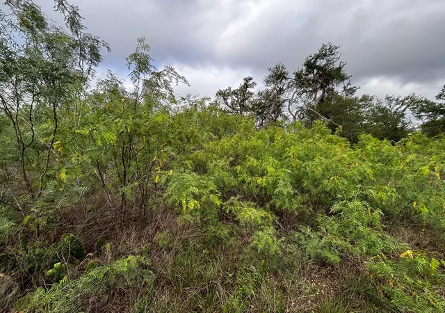 31st image of 805 County Road 467, Elgin, TX 78621 | MLS# 5583102