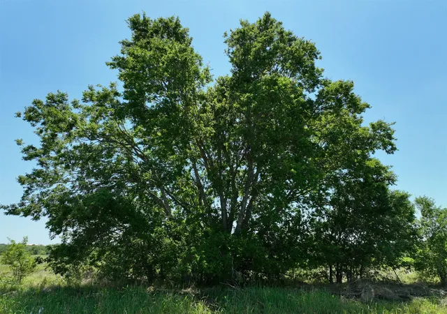 5th image of Lot 2 Cr 142 Rd, Cameron, TX 76520 | MLS# 9591906
