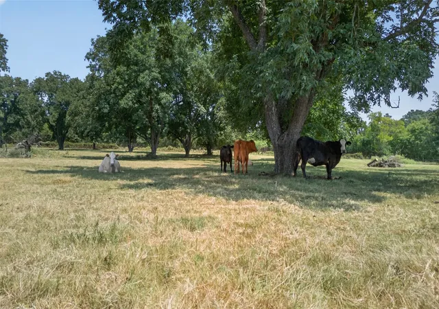 20th image of 0 State Hwy 155 & Cr 435, Frankston, TX 75763 | MLS# 5417012