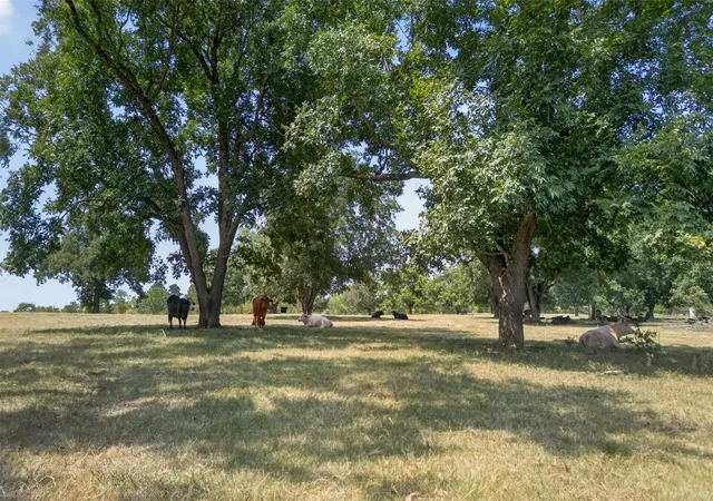 4th image of 0 State Hwy 155 & Cr 435, Frankston, TX 75763 | MLS# 5417012