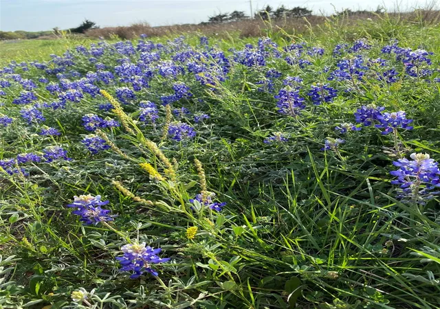 Photo 3 of Land for sale at 7194 Goehring Rd, Ledbetter, TX 78946 | MLS# 6323078 | Listing updated on 2026-10-06