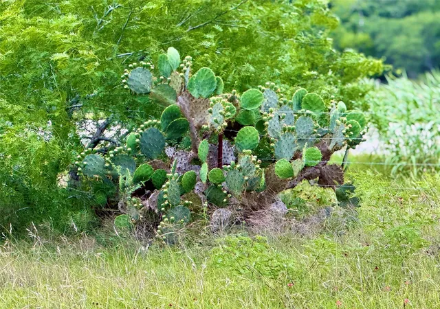 Photo 4 of Land for sale at Tbd Tract Q Fm 108, Smiley, TX 78159 | MLS# 1048796 | Listing updated on 2026-09-27