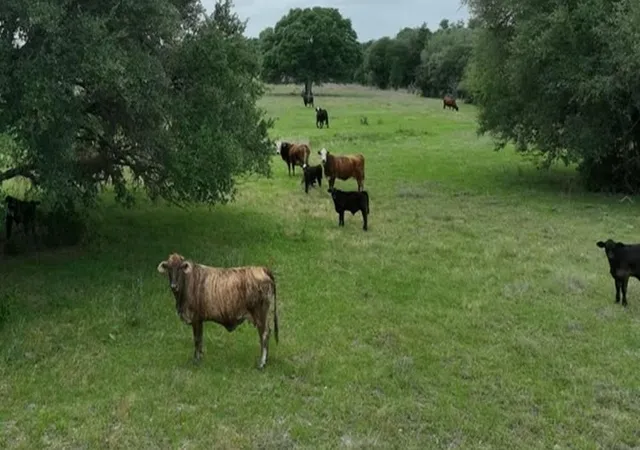 Photo 3 of Land for sale at Tbd Cr 127 Lot 1 Block 1 County Rd, Ledbetter, TX 78946 | MLS# 5119665 | Listing updated on 2026-10-02