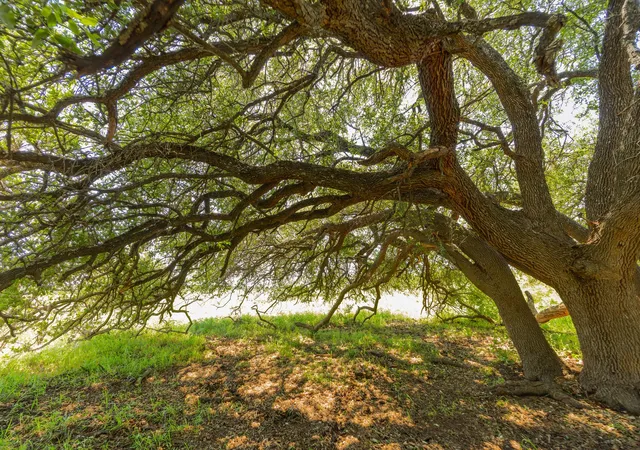 Photo 2 of Land for sale at Tbd Hidden Pond Ranch County Rd 180, Purmela, TX 76566 | MLS# 6806777 | Listing updated on 2026-09-28