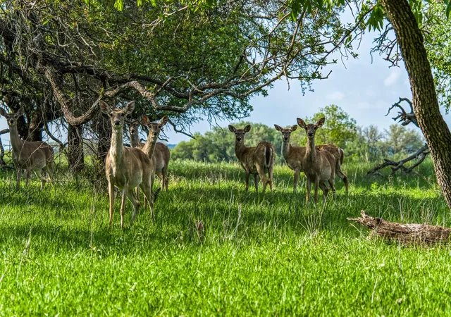Photo 1 of Land for sale at 171 County Rd 333, Goldthwaite, TX 76844 | MLS# 1680046 | Listing updated on 2026-09-30