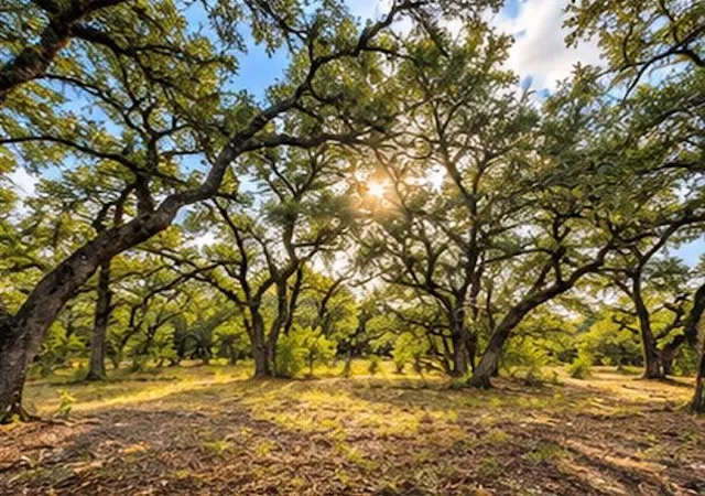 Photo 1 of Land for sale at 208 Viento Cv, Blanco, TX 78606 | MLS# 5257640 | Listing updated on 2026-10-02
