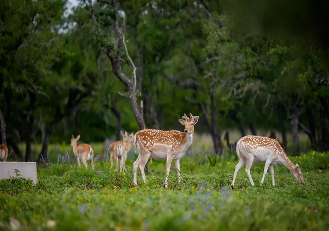 Land for sale at Tbd El Rincon Rd, Mountain Home, TX 78058 | MLS# 9729096