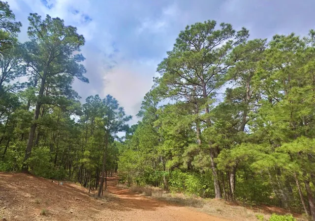 Land for sale at 00 Pine Oak Dr, Bastrop, TX 78602 | MLS# 5795307