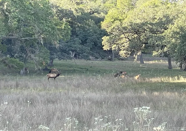 12th image of Lot 49 Blackbuck Trail, Pipe Creek, TX 78063 | MLS# 1727902