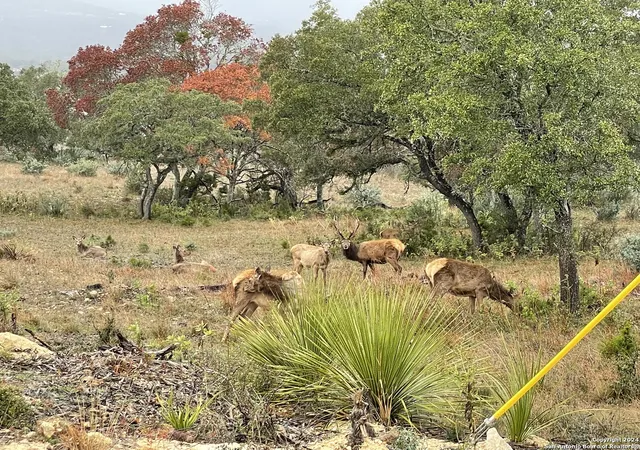 1st image of Lot 54 Blackbuck Trail, Pipe Creek, TX 78063 | MLS# 1727928