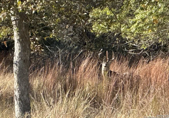 5th image of Lot 3 North Grape Creek Rd, Fredericksburg, TX 78624 | MLS# 1735802