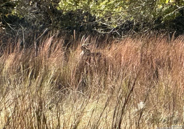 4th image of Lot 3 North Grape Creek Rd, Fredericksburg, TX 78624 | MLS# 1735802