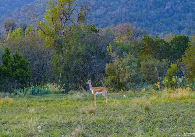Photo 1 of Land for sale at 75 Rm 366, Leakey, TX 78873 | MLS# 1779884 | Listing updated on 2025-02-26