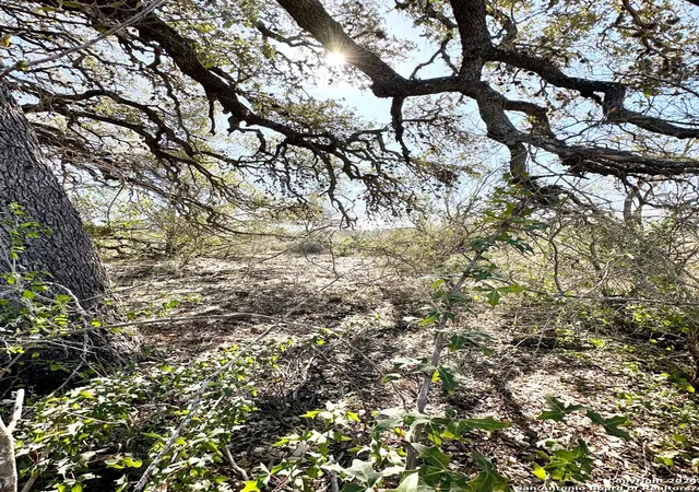 Photo 3 of Land for sale at Tbd Cr 663, Devine, TX 78016 | MLS# 1835499 | Listing updated on 2025-01-28