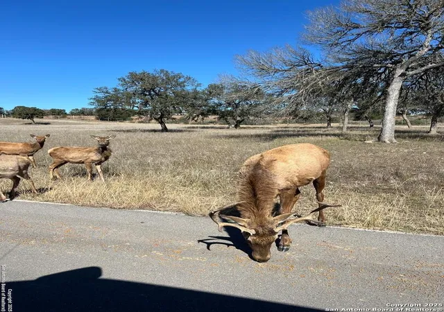 4th image of Lot 58 Red Stag Lane, Pipe Creek, TX 78063 | MLS# 1836289