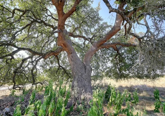 Photo 4 of Land for sale at 2382 Appellation, New Braunfels, TX 78132 | MLS# 1863350 | Listing updated on 2025-05-13