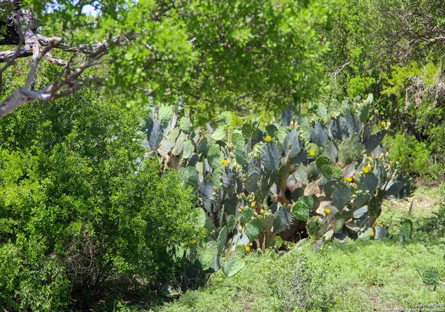 1st image of 0000 Fm 1343, Castroville, TX 78009 | MLS# 1882883