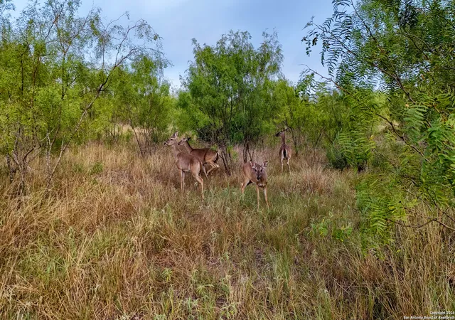 14th image of +/  246 Acres Hwy 173, Devine, TX 78016 | MLS# 1887795
