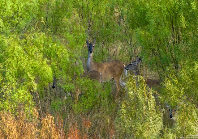 5th image of +/- 246 Acres Hwy 173, Devine, TX 78016 | MLS# 1887795