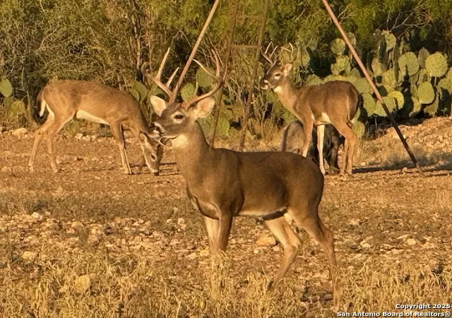 1st image of 5596 Us Hwy 90, Uvalde, TX 78801 | MLS# 1887892