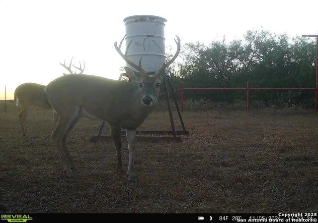 5th image of 0000 FM 799, George West, TX 78022 | MLS# 1901848