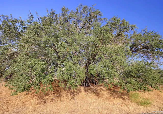 Photo 3 of Land for sale at 353 Pr Dax, Pleasanton, TX 78064 | MLS# 1909388 | Listing updated on 2026-03-15