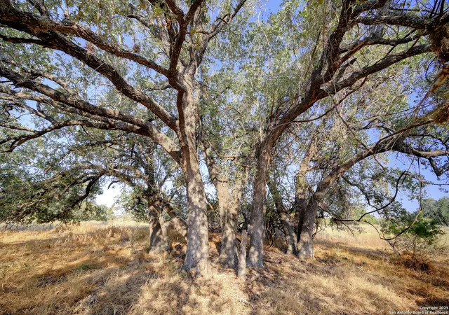Photo 4 of Land for sale at 353 Pr Dax, Pleasanton, TX 78064 | MLS# 1909388 | Listing updated on 2026-03-15