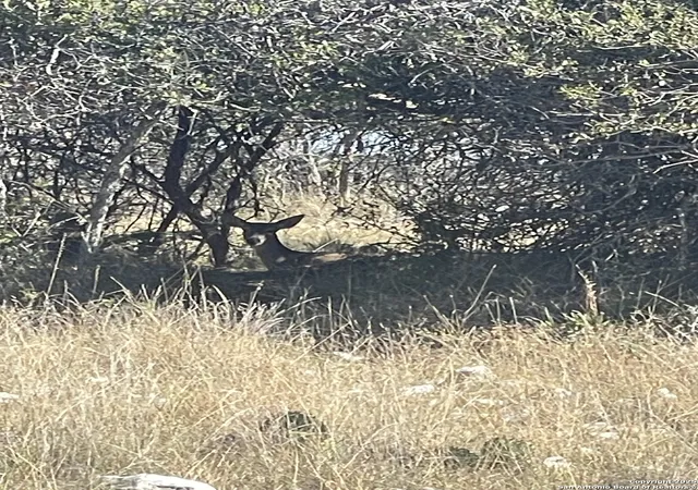 18th image of 00 Doss Spring Creek Rd, Fredericksburg, TX 78624 | MLS# 1919800