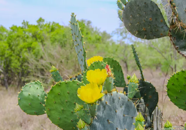 2nd image of Tbd Cr 341, Hondo, TX 78861 | MLS# 1923823