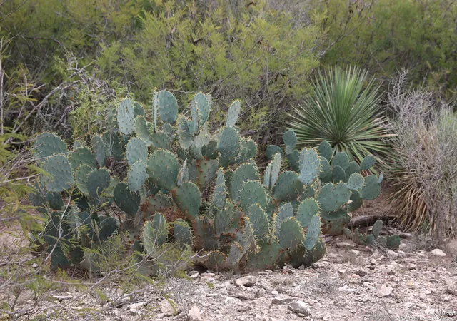 4th image of Tbd County Road 651, Devine, TX 78016 | MLS# 1926868