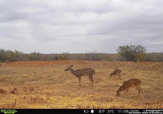 Photo 3 of Sale Pending at 0 County Rd 203, Alice, TX 78332 | MLS# 1926966 | Listing updated on 2026-04-04