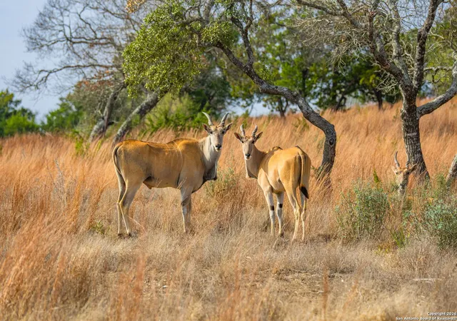Photo 4 of Land for sale at Lot 34 Great Sky Ranch, Kerrville, TX 78028 | MLS# 1933933 | Listing updated on 2026-03-25