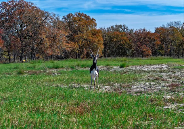 Photo 3 of Sale Pending at Tbd S State Hwy 123, Seguin, TX 78155 | MLS# 1937578 | Listing updated on 2026-02-23