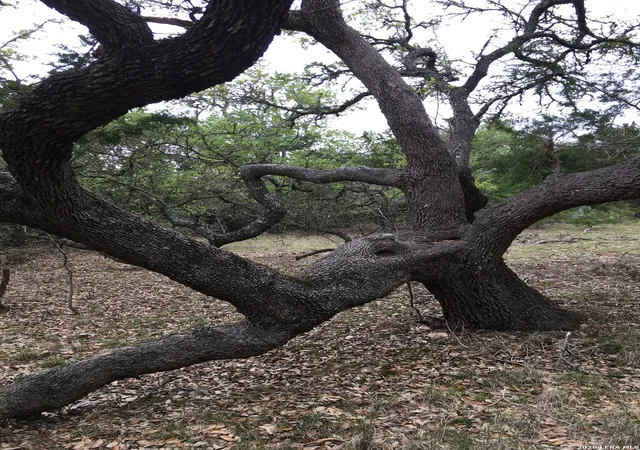 Photo 2 of Land for sale at 106 Ulmus, Fredericksburg, TX 78624 | MLS# 1939625 | Listing updated on 2026-02-17