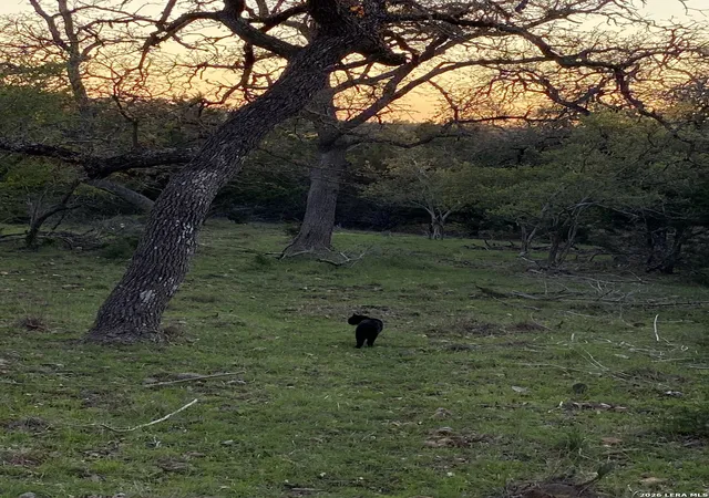 Photo 3 of Land for sale at 106 Ulmus, Fredericksburg, TX 78624 | MLS# 1939625 | Listing updated on 2026-02-17