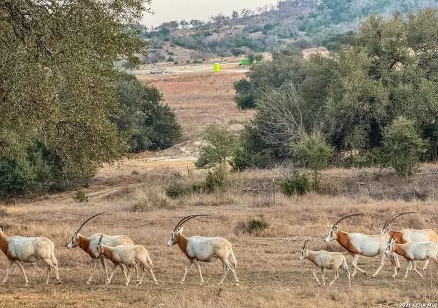 Photo 3 of Land for sale at 211 Majestic Hills, Blanco, TX 78606 | MLS# 1948073 | Listing updated on 2026-03-22