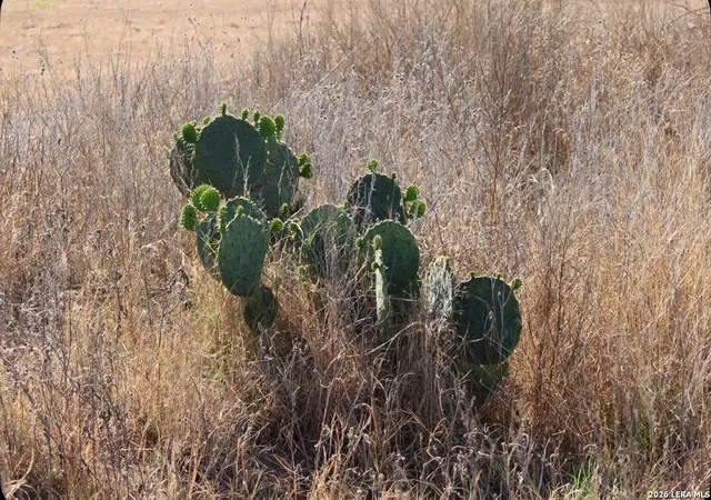 3rd image of 435 County Road 7715, Devine, TX 78016 | MLS# 1951205