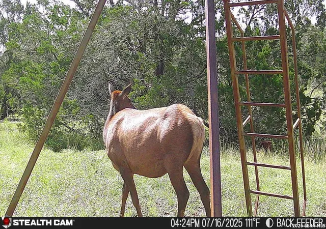 Photo 3 of Land for sale at 462 Schenk Witkowski, Rocksprings, TX 78880 | MLS# 1951445 | Listing updated on 2026-09-16