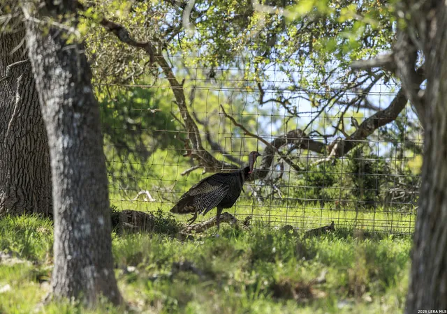 4th image of 283 Dally Road, Fredericksburg, TX 78624 | MLS# 1951902