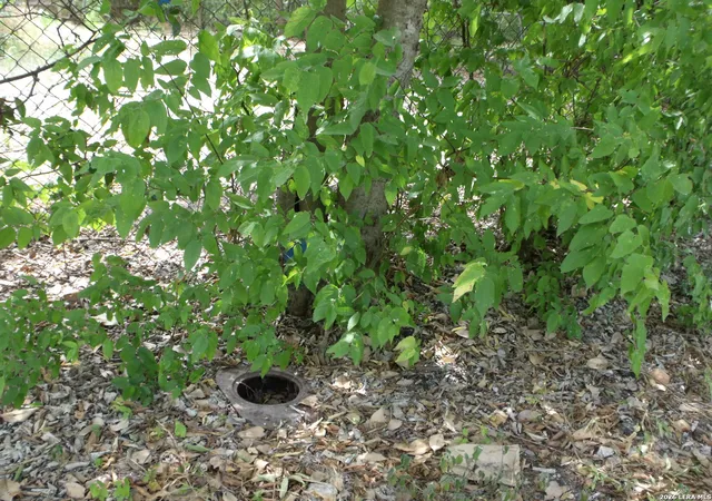 Photo 4 of Land for sale at 1514 Ash, San Antonio, TX 78208 | MLS# 1952605 | Listing updated on 2026-04-07