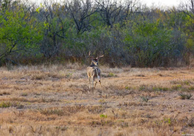 Photo 1 of Land for sale at Fm 1572 Hwy 131, Brackettville, TX 78832 | MLS# 1955506 | Listing updated on 2026-04-17