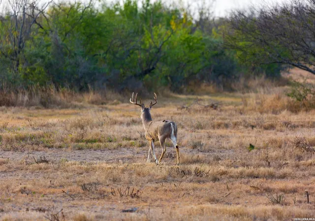 Photo 3 of Land for sale at Fm 1572 Hwy 131, Brackettville, TX 78832 | MLS# 1955506 | Listing updated on 2026-04-17